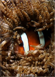 the clown fish got a comfy bed by Kf Leong 